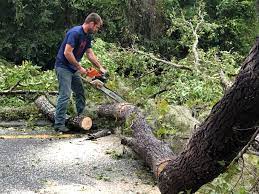 How Our Tree Care Process Works  in  Watertown, SD