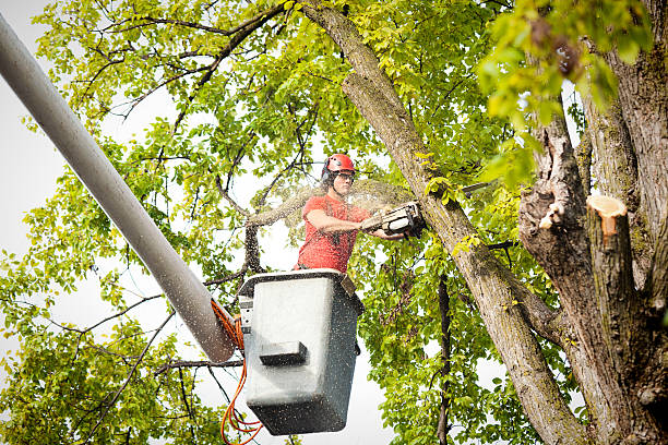 Best Tree Mulching  in Watertown, SD